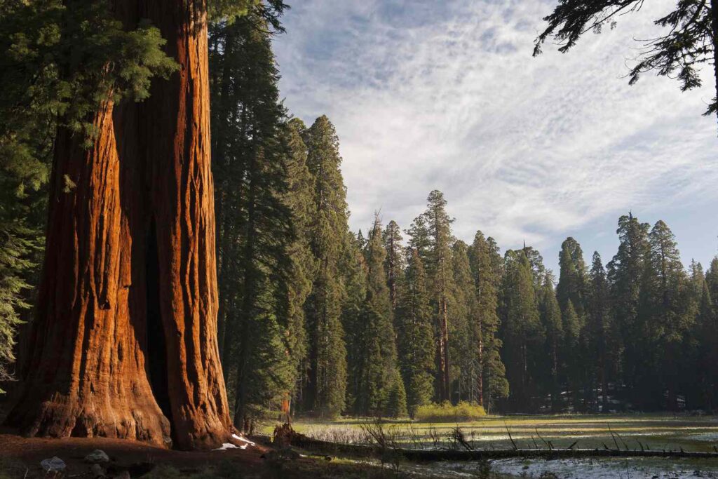 Sequoia National Park, California